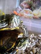 les tortues de Mél !